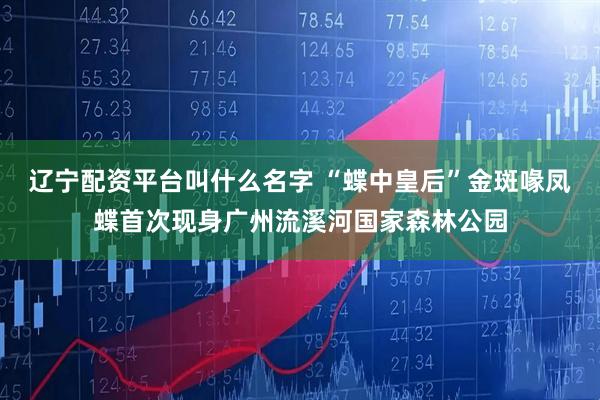 辽宁配资平台叫什么名字 “蝶中皇后”金斑喙凤蝶首次现身广州流溪河国家森林公园